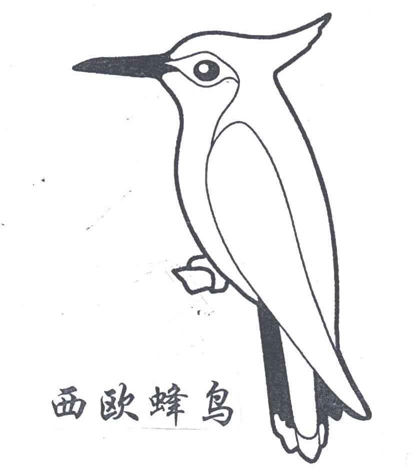 西欧蜂鸟