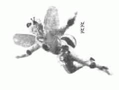 兰兰