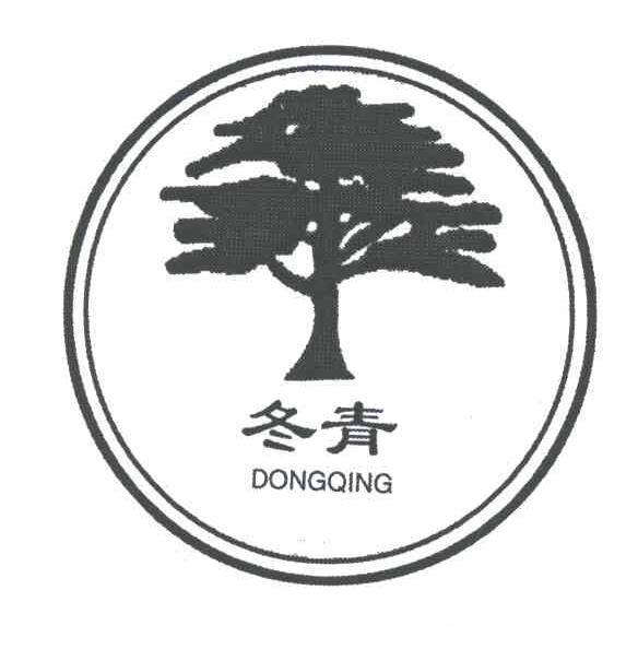 冬青