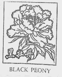 黑牡丹 BLACK PEONY