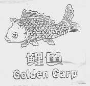 鲤鱼   GOLDEN CARP