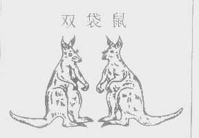 双袋鼠