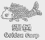 鲤鱼;GOLDEN CARP