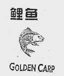 鲤鱼  GOLDEN CARP