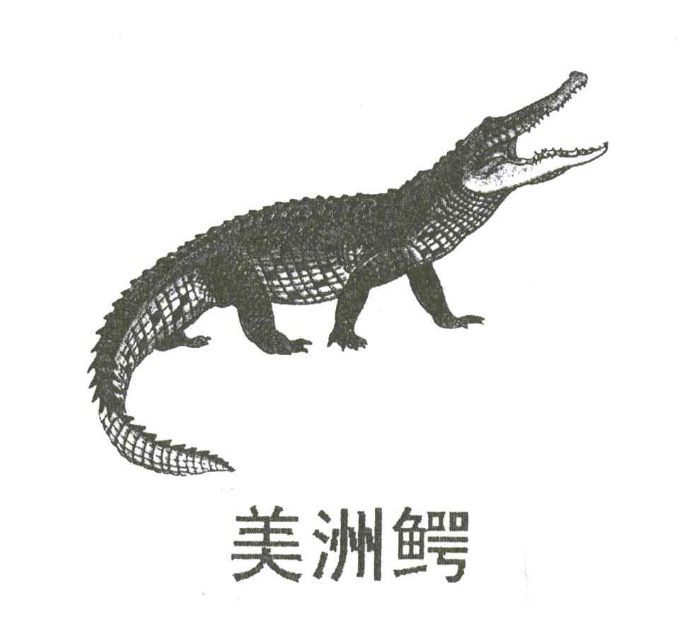 美洲鳄