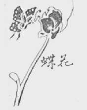 蝶花