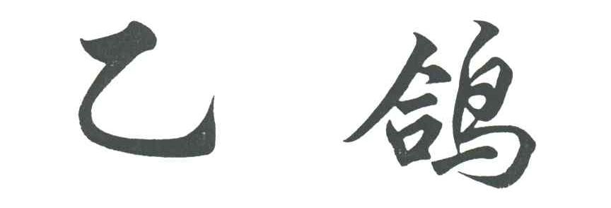 乙鸽