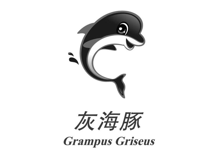 灰海豚 GRAMPUS GRISEUS
