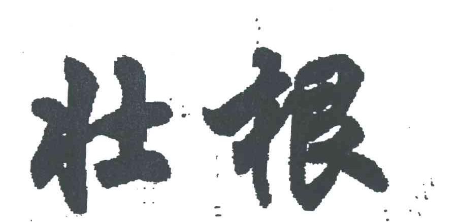 壮根