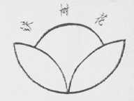 铁树花