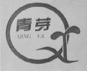 青芽