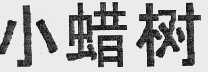小蜡树