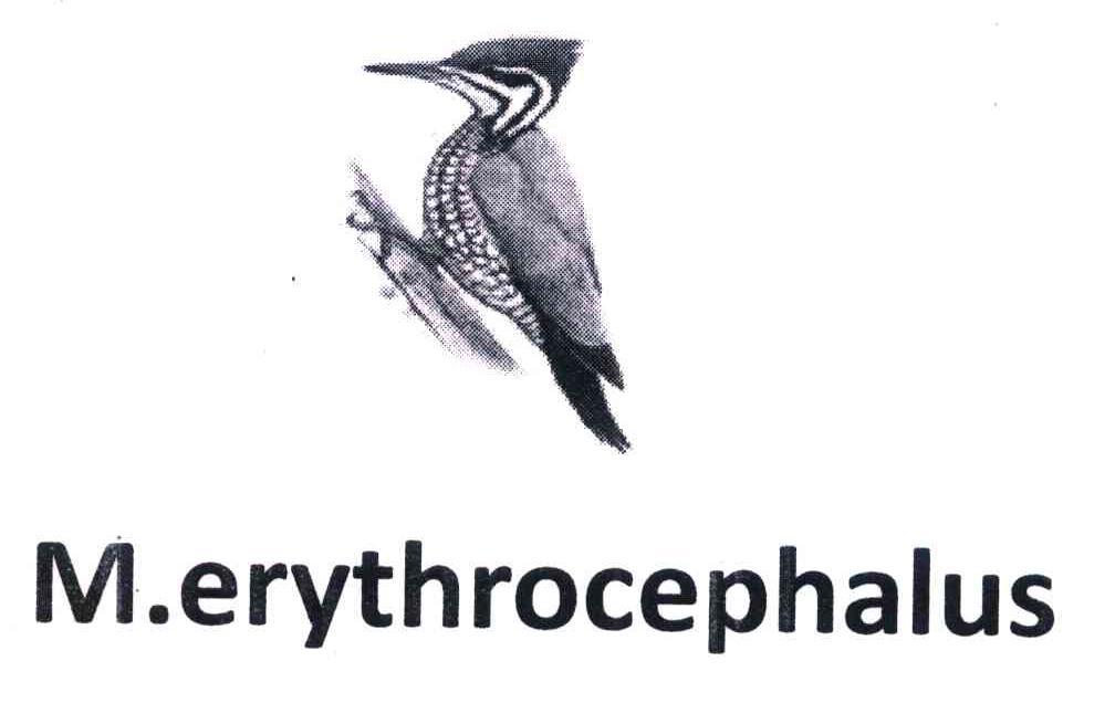 M.ERYTHROCEPHALUS