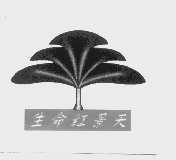 生命红景天