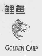 鲤鱼   GOLDEN CARP
