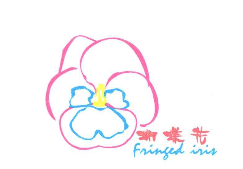 蝴蝶花;FRINGED IRIS