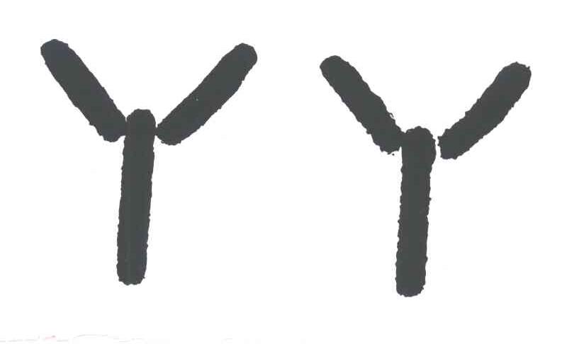 丫丫;YY
