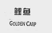 鲤鱼  GOLDEN CARP
