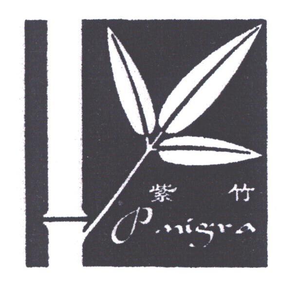 紫竹;P.NIGRA