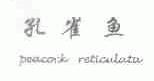 孔雀鱼;PEACOCK RETICULATA