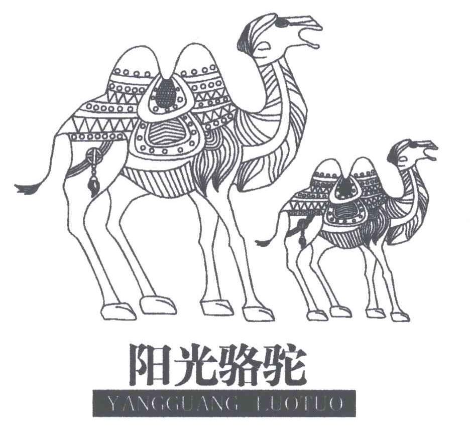 阳光骆驼