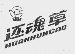 还魂草