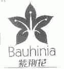 紫荆花;BAUHINIA