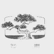 冬青