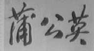 蒲公英