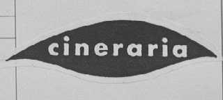 CINERARIA