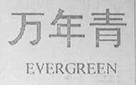 万年青    EVERGREEN
