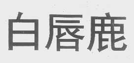 白唇鹿