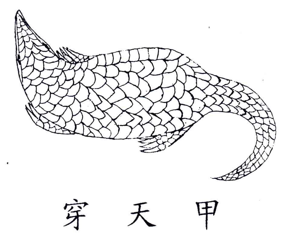 穿天甲