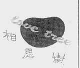 相思树   LOVE TREE