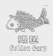 鲤鱼   GOLDEN GARP