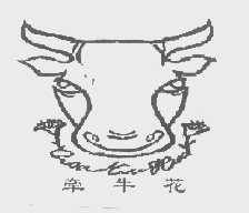 牵牛花
