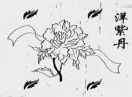 洋紫丹