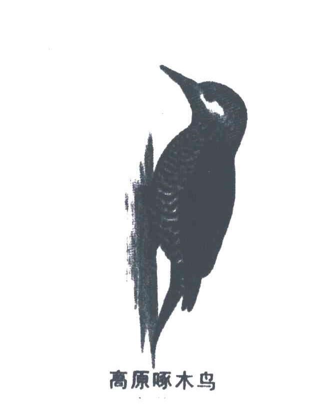 高原啄木鸟