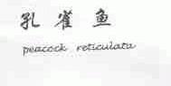 孔雀鱼;PEACOCK RETICULATA