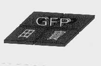 田宝   GFP