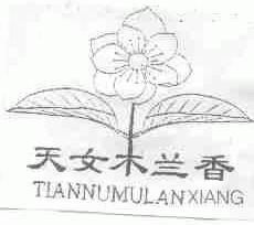 天女木兰香
