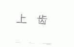上齿