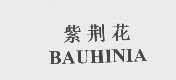 紫荆花   BAUHINIA