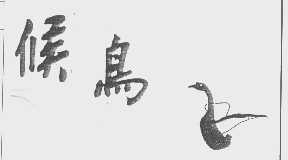 候鸟
