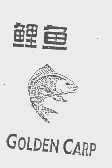 鲤鱼  GOLDEN CARP