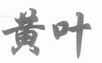 黄叶