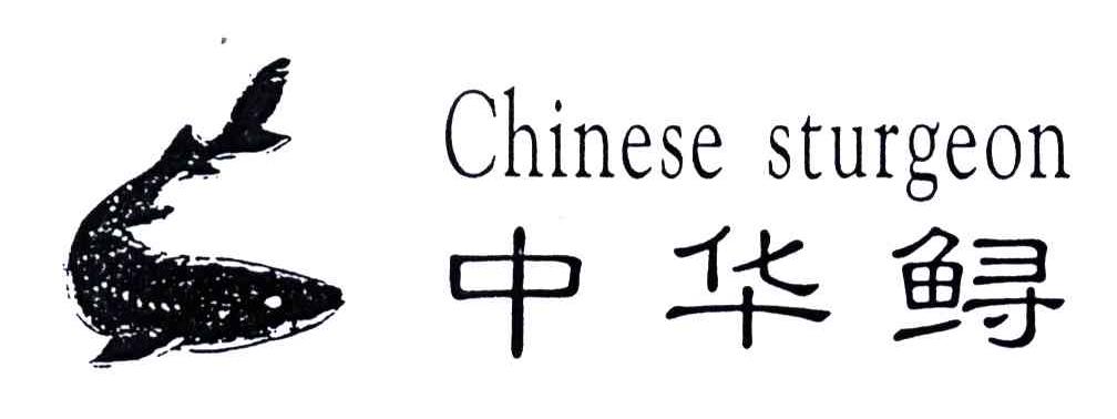 中华鲟;CHINESE STURGEON