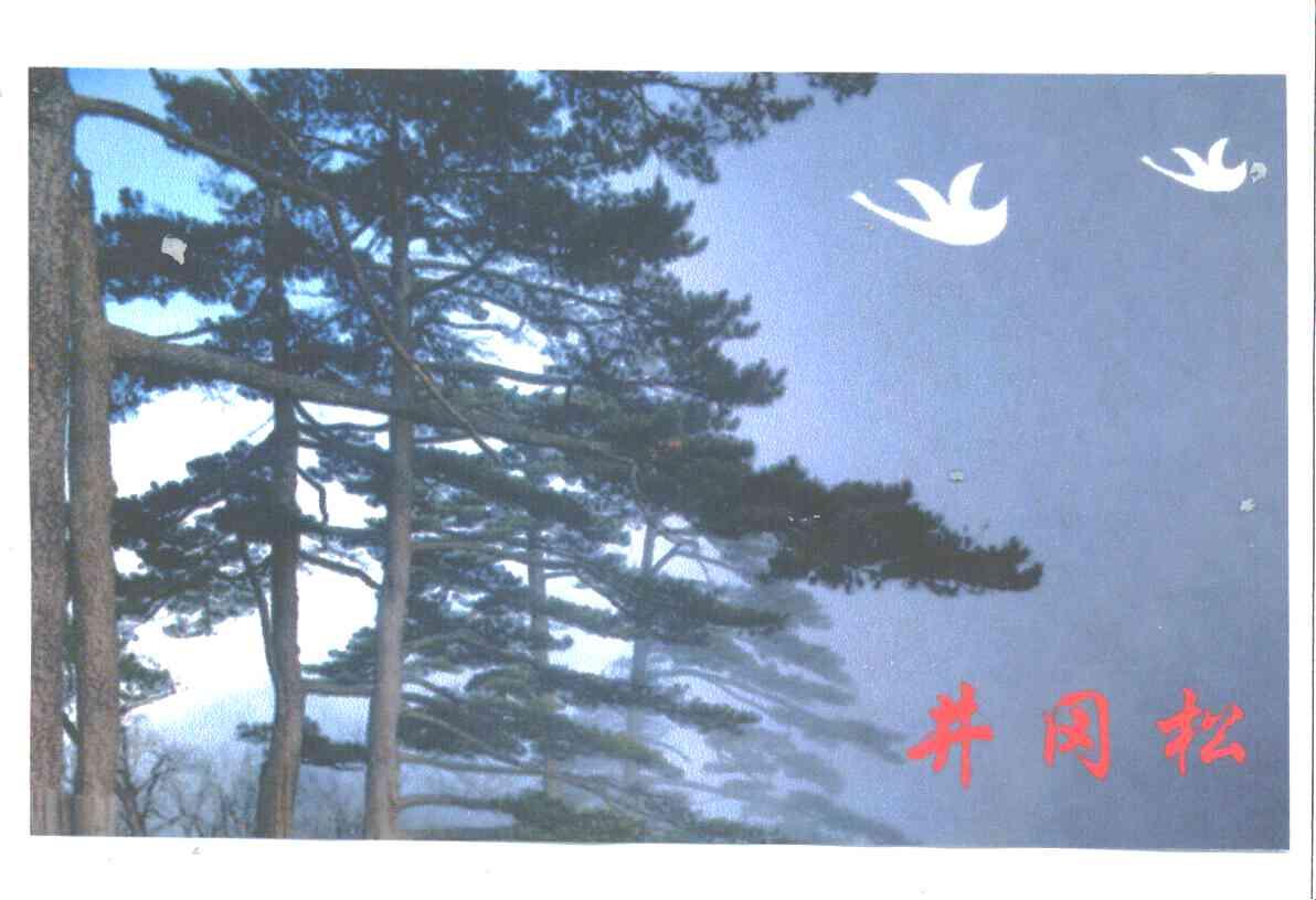 井冈松