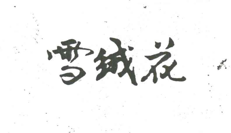 雪绒花