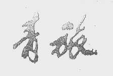 青旅